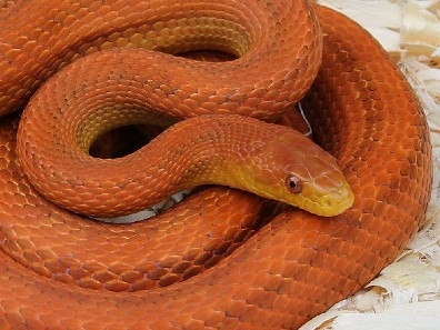 Everglades Rat Snake