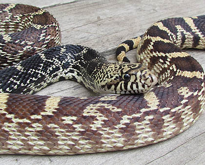 Kankakee Bull Snake