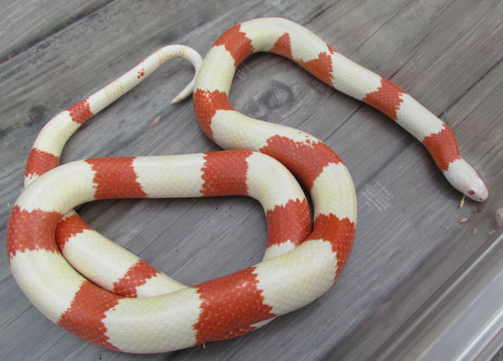 Albino Honduran Milk Snake