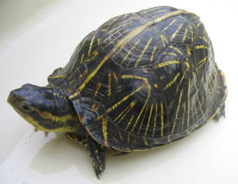 Florida Box Turtle