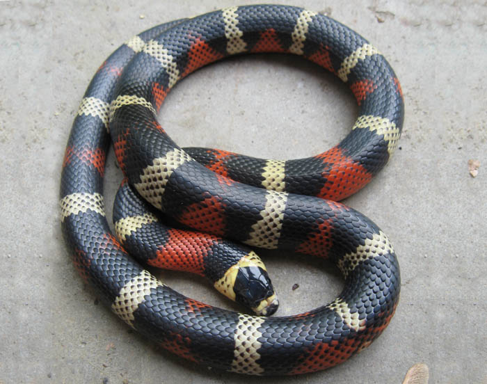 anery honduran milk snake