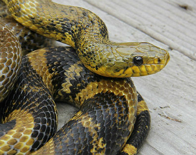 Korean Rat Snake