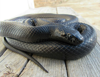 Western Black King Snake