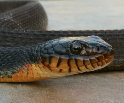 Plainbelly Water Snake