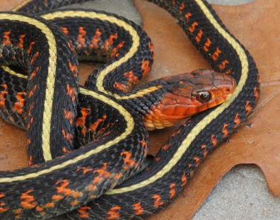 Oregon Red-spotted Garter Snake