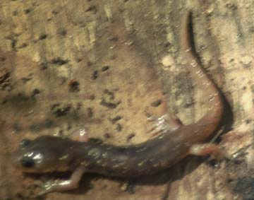 Aboreal Salamander