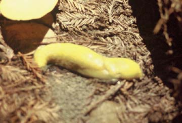 Banana Slug