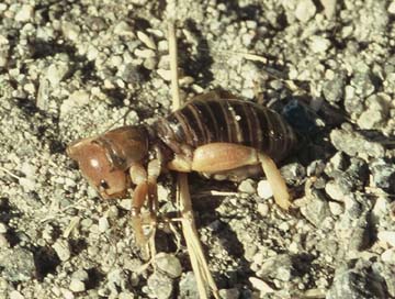 Jerusalem Cricket