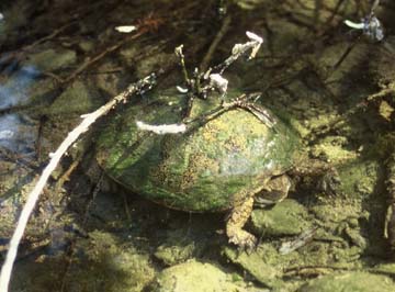 Pond Turtle