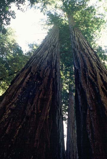 Redwoods