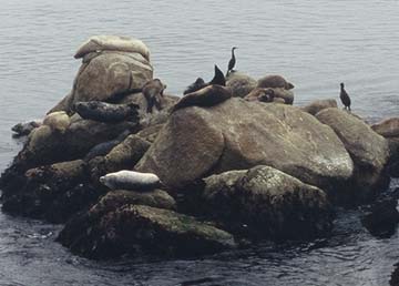 Seals