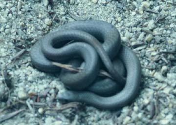 Sharptail Snake