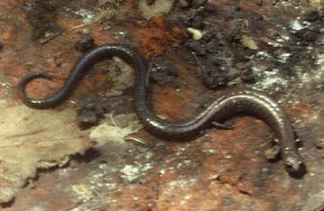 Slender Salamander