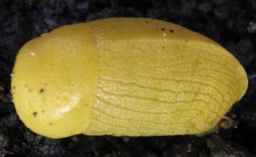 Banana Slug