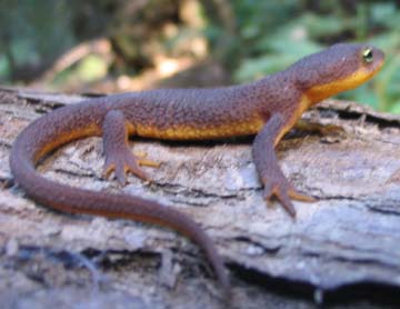 California Newt