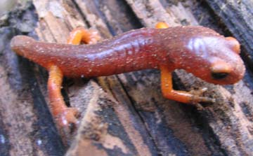 Ensatina