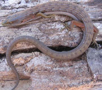 Alligator Lizard