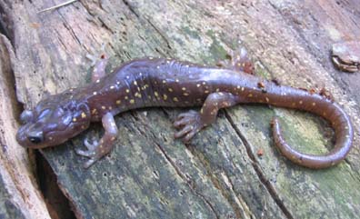 Arboreal Salamander