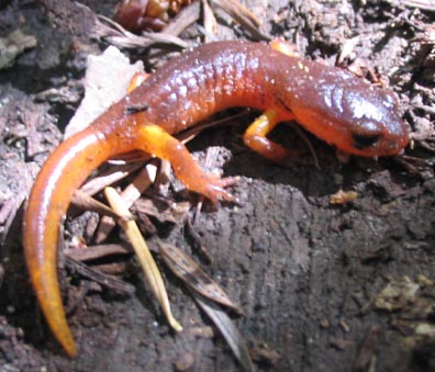 Ensatina