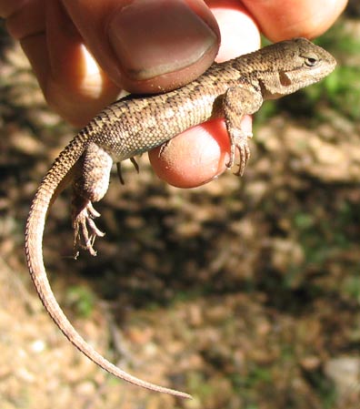 Fence Lizard