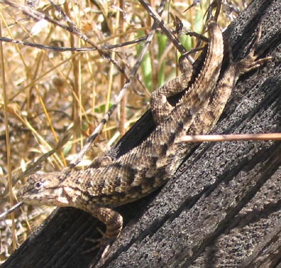 Fence Lizard