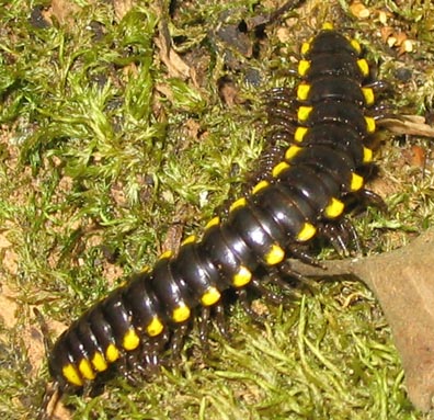 Millipede