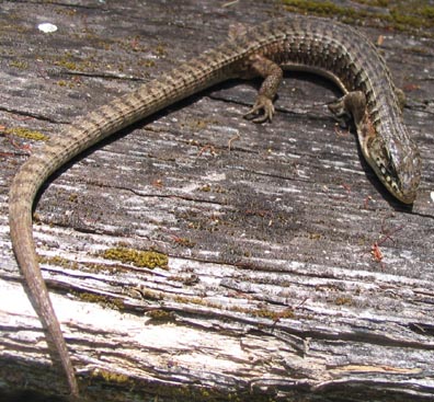 Northern Alligator Lizard