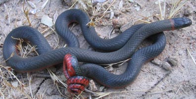 Ringneck Snake