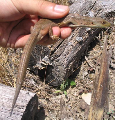 Southern Alligator Lizard