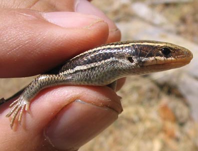 Skink