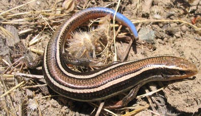 Skink