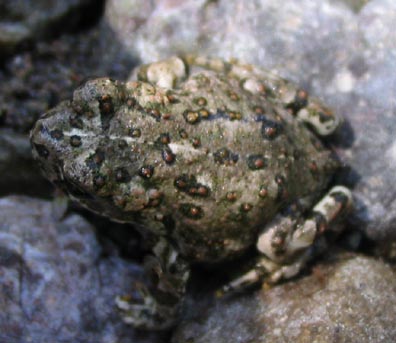 Tiny Toad