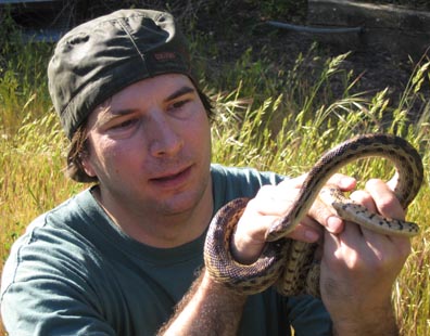 Gopher Snake