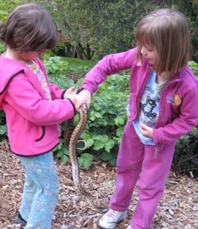 Gopher Snake