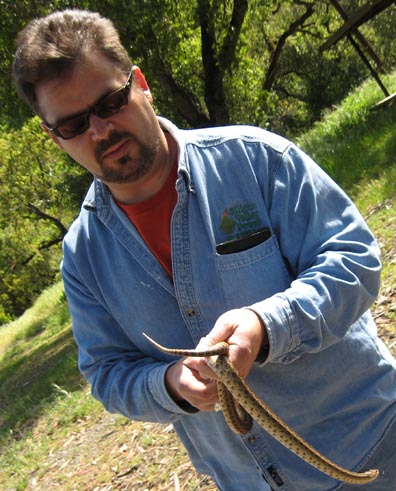 Gopher Snake