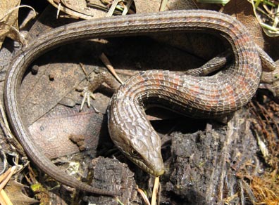 Alligator Lizard