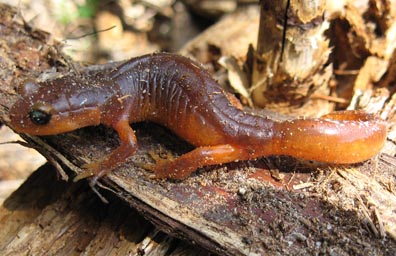 Ensatina