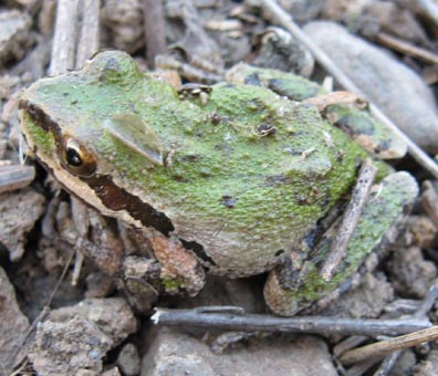 Pacific Treefrog