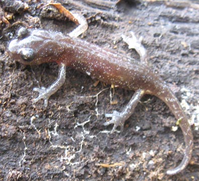 Arboreal Salamander