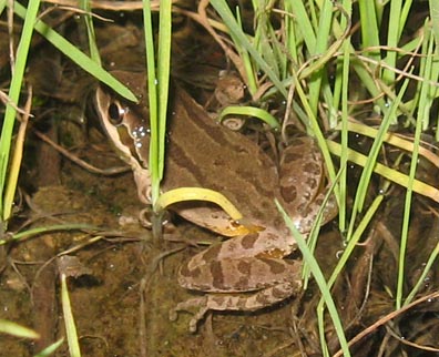 Chorus Frog