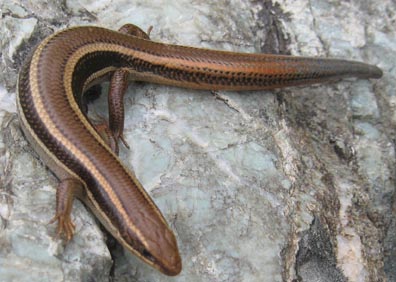 Skink