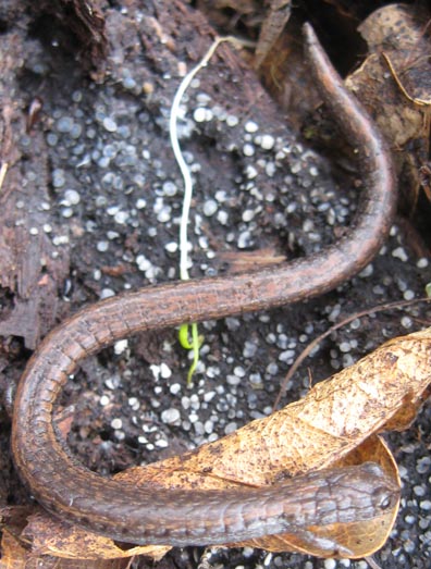 Slender Salamander