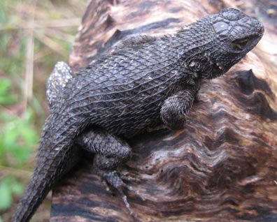 Fence Lizard