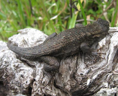 Fence Lizard