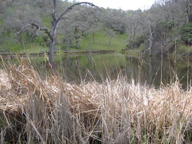 Frog Lake