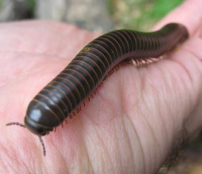 Millipede