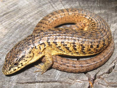 Alligator Lizard