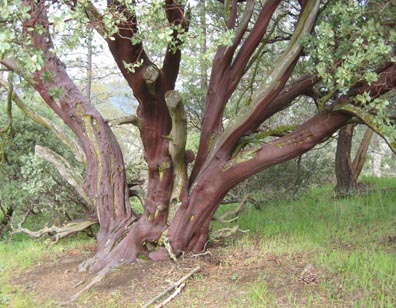 Purple Tree