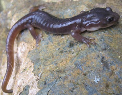 Arboreal Salamander