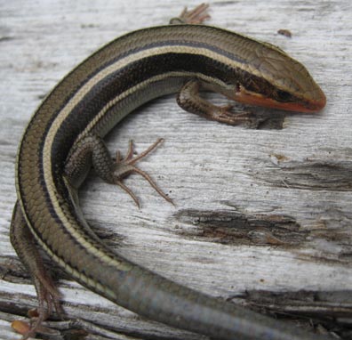 Skink